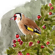 European Goldfinch