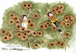 European Goldfinch