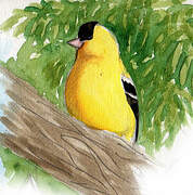 American Goldfinch