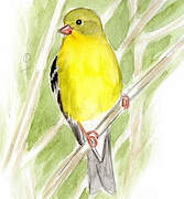 American Goldfinch