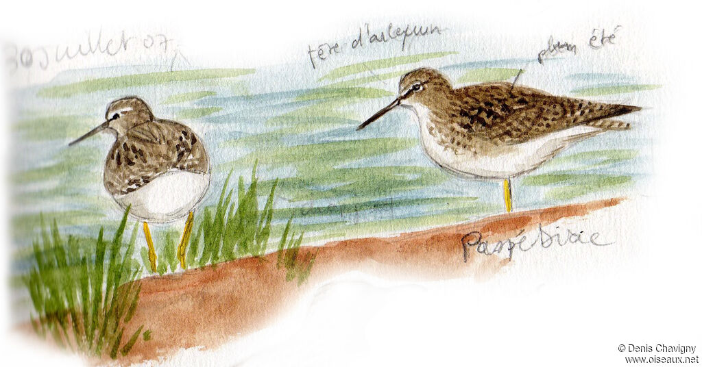 Lesser Yellowlegs, habitat