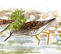 Lesser Yellowlegs