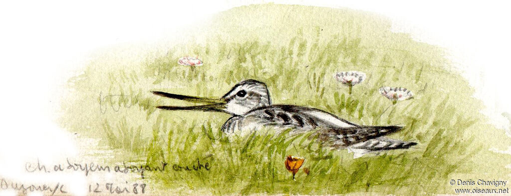 Common Greenshank, habitat, song