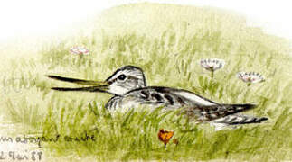 Common Greenshank