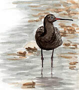 Spotted Redshank