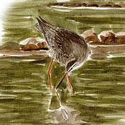 Spotted Redshank