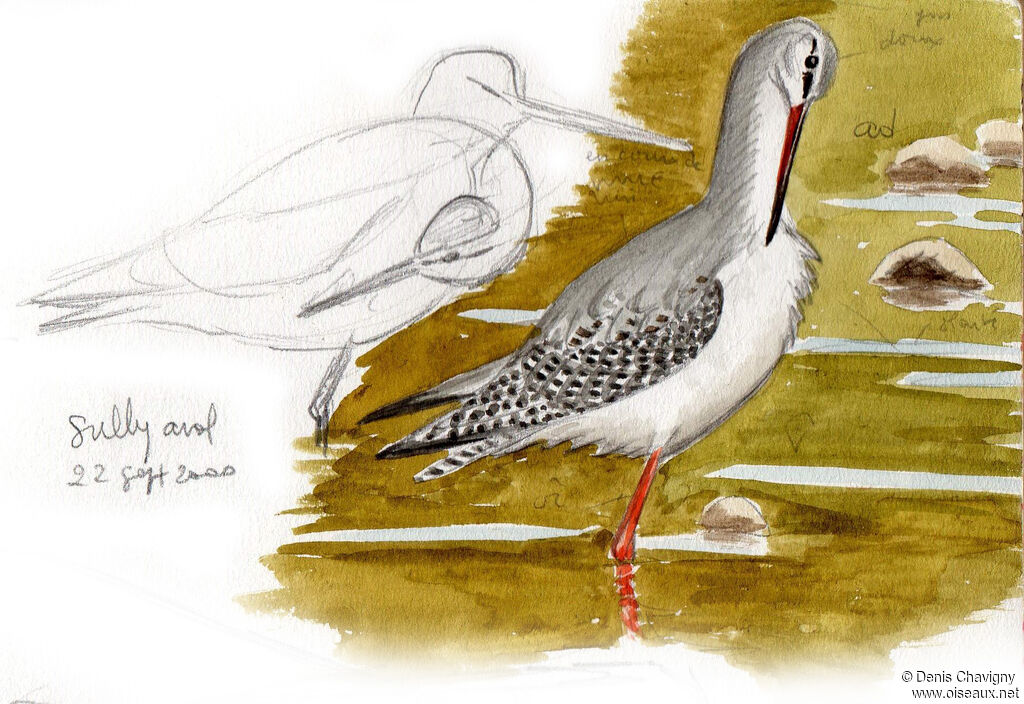 Chevalier arlequinadulte internuptial, identification, soins