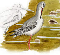 Spotted Redshank