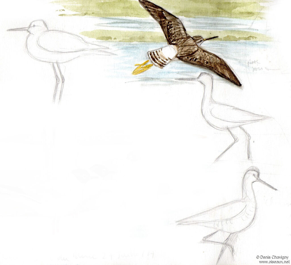 Greater Yellowlegs, Flight