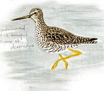 Greater Yellowlegs