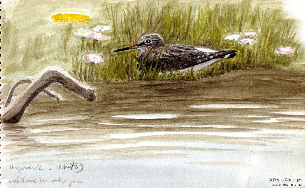 Green Sandpiperadult breeding, habitat