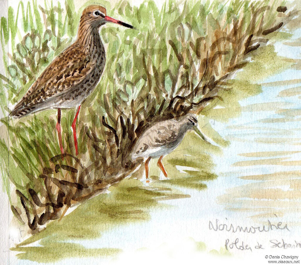 Common Redshank, habitat