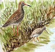 Common Redshank