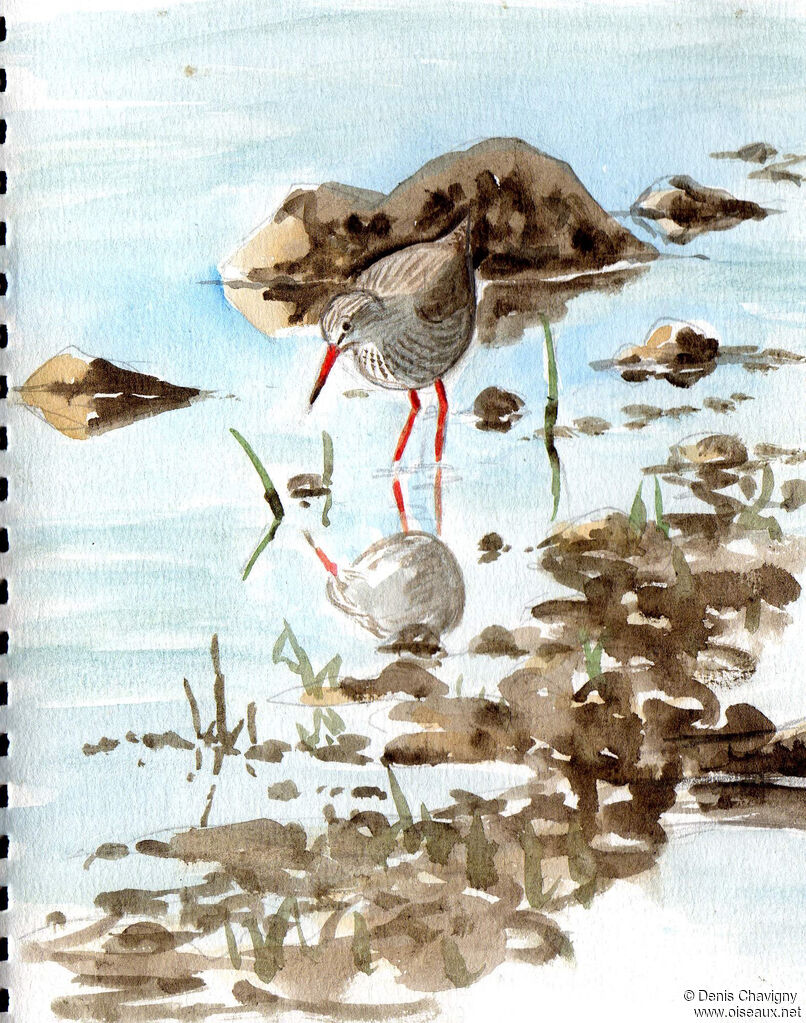 Common Redshank, habitat