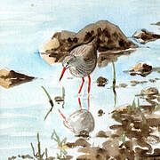 Common Redshank