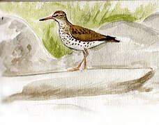 Spotted Sandpiper