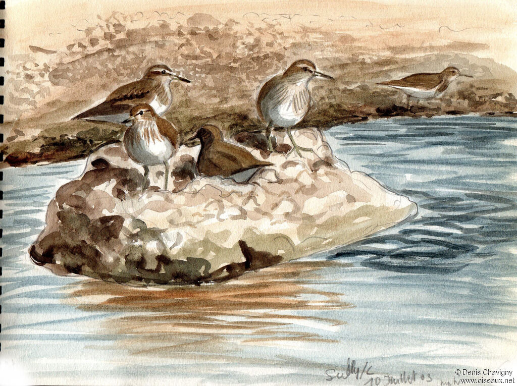 Common Sandpiper, habitat