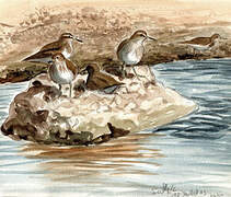 Common Sandpiper