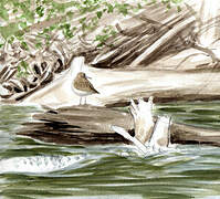 Common Sandpiper