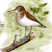 Common Sandpiper