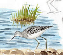 Marsh Sandpiper