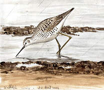 Marsh Sandpiper