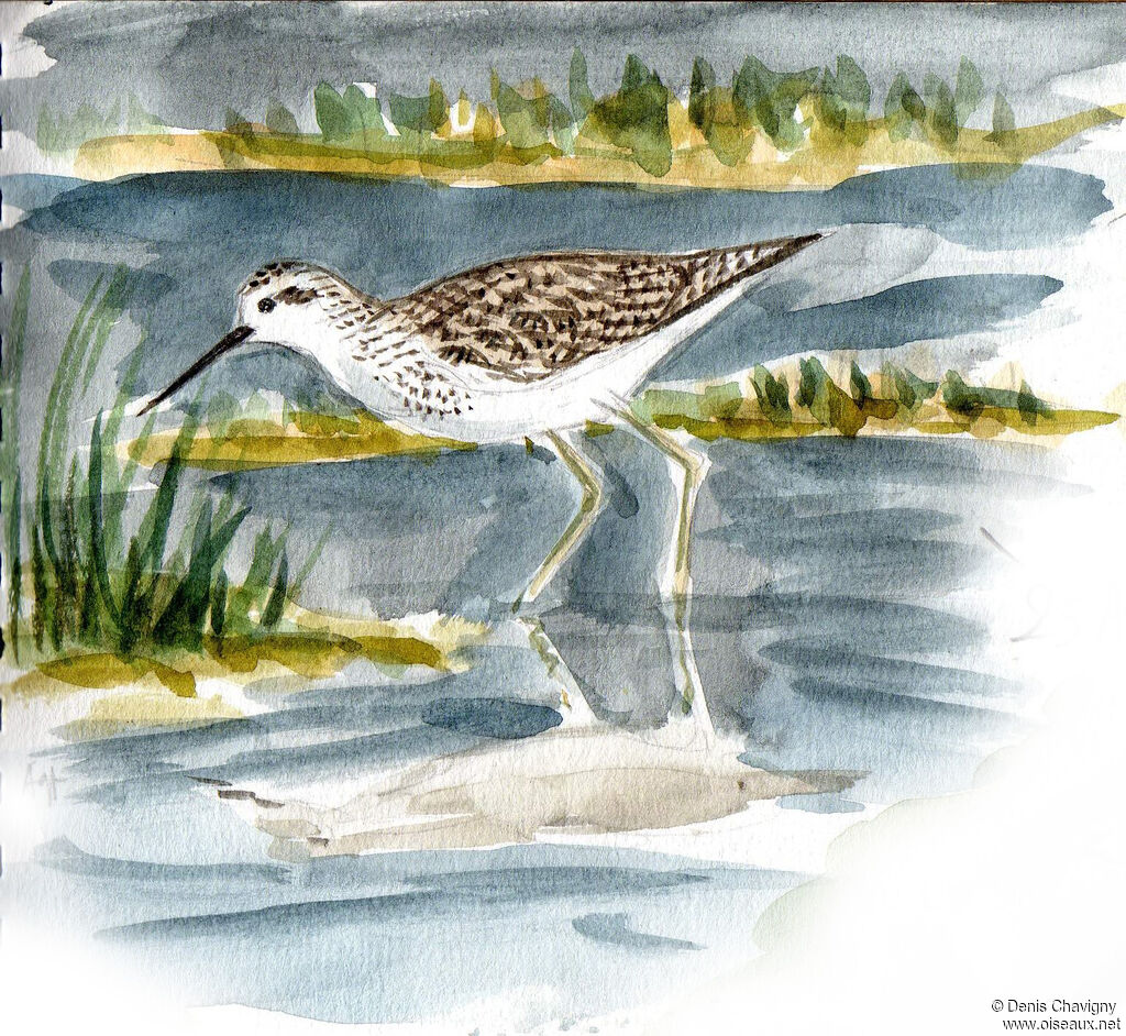 Marsh Sandpiperadult breeding, habitat