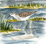 Marsh Sandpiper