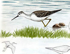 Marsh Sandpiper