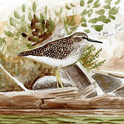 Wood Sandpiper