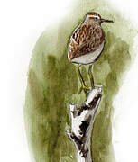 Wood Sandpiper