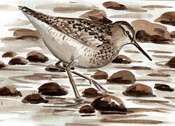 Wood Sandpiper