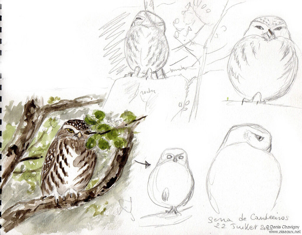 Little Owl, habitat