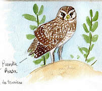 Burrowing Owl