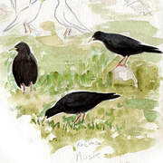 Alpine Chough