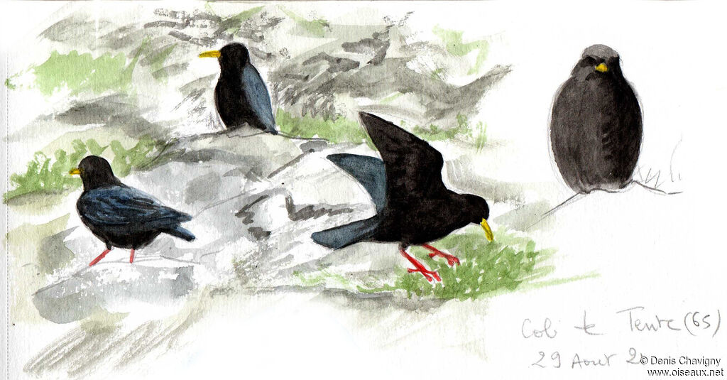 Alpine Chough