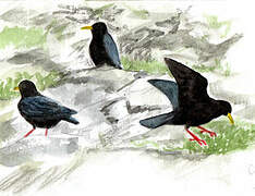 Alpine Chough