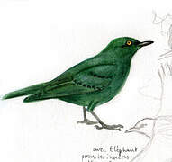 Cape Starling