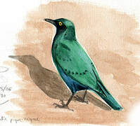 Greater Blue-eared Starling