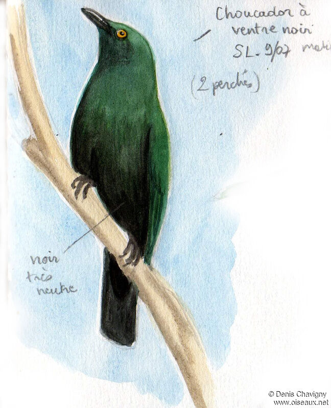 Black-bellied Starling, identification