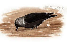 Western Jackdaw