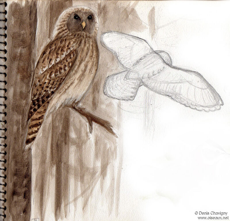 Ural Owl, habitat