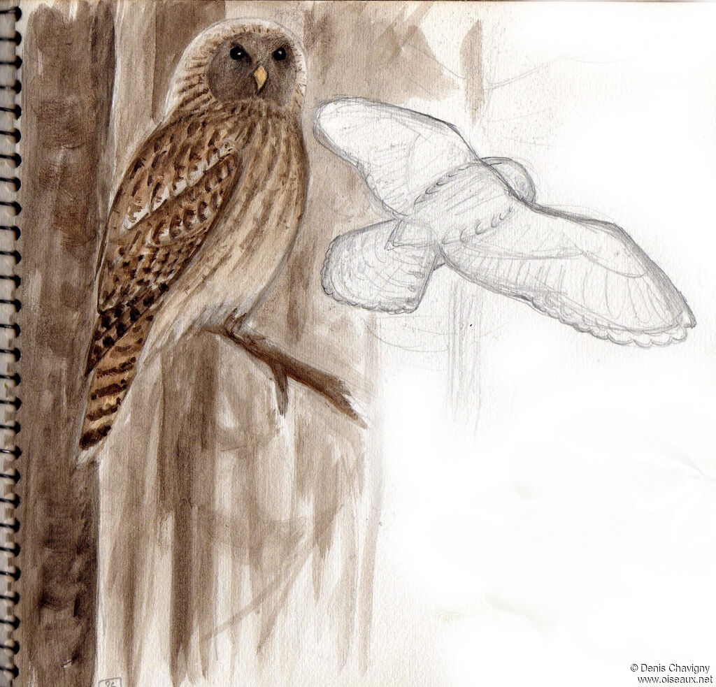 Ural Owl, habitat