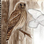 Ural Owl