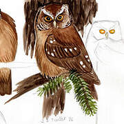 Boreal Owl