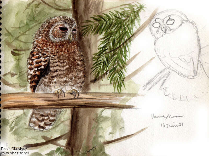 Tawny Owljuvenile, identification