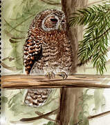 Tawny Owl