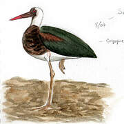 Woolly-necked Stork