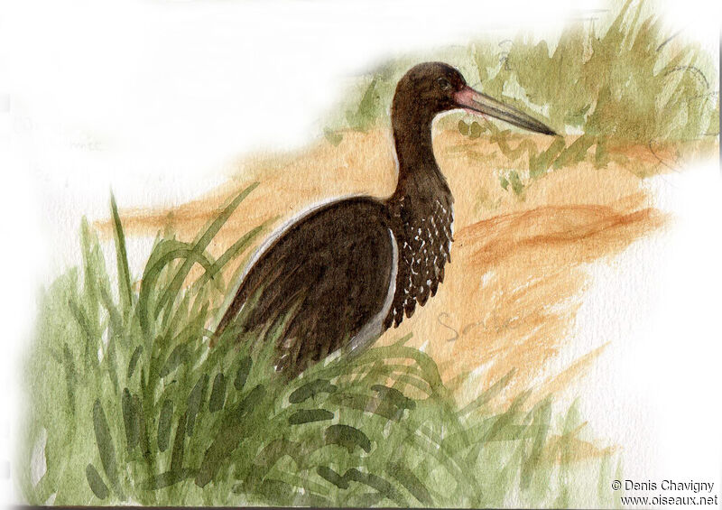 Black Storkjuvenile, identification