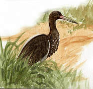 Black Stork